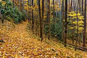 Follow the Yellow-Leaf Road