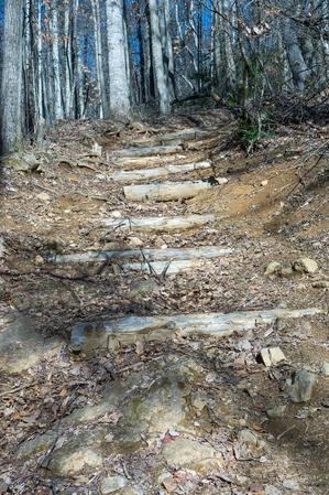 Steps on the Staire Creek Trail