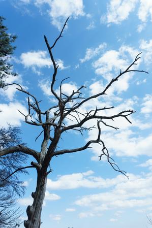 Dead Pine on the Chestnut Knob Trail