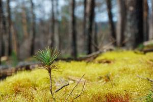 Pine Seedling in Moss