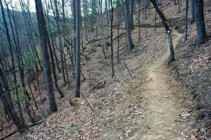 Chestnut Knob Trail Winds Along the Forested Slop