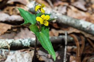 Halberdleaf Yellow Violet along the Pinch-In Trail