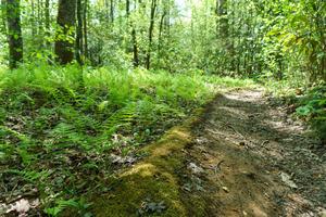 Mossy Fern Margin on the Long Branch Trail