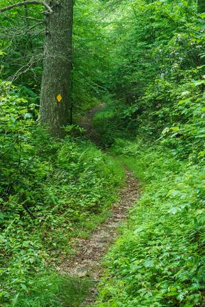 Old Logging Road on the RIver Loop Trail