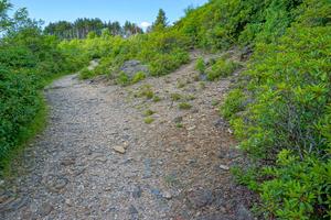 Conifers Beside Ivestor Gap Trail