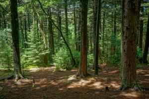 Spruce Forest on the Art Loeb Trail Near Shining Rock Gap