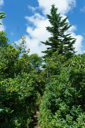 Spruce on the Art Loeb Trail