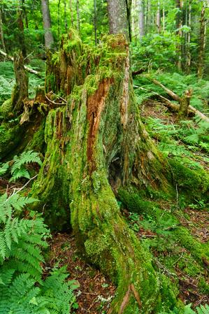 Mossy Stump in Spruce Forest
