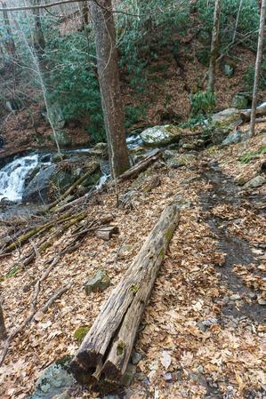 Log and Creek Crossing on the Buck Spring Trail