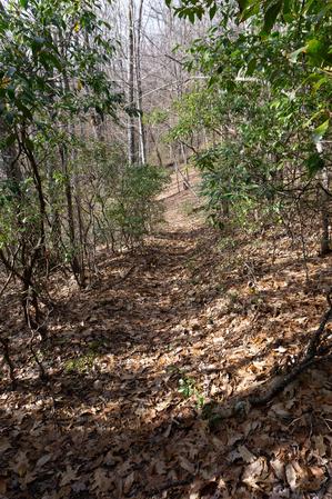 Straight Section of Buck Spring Trail