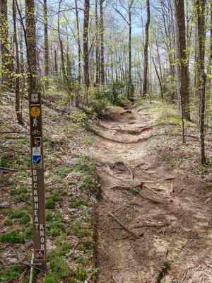 Start of the Buckwheat Knob Trail