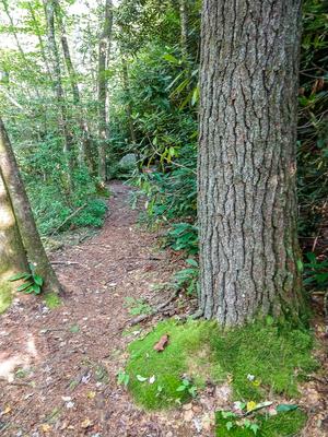 White Pine on the North Harper Creek Trail