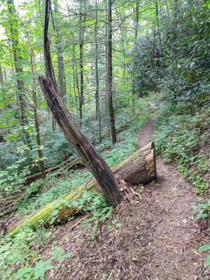 Cut Log on the North Harper Shortcut Trail