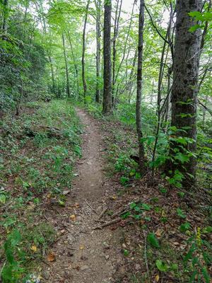 Easy Section of Bear Pen Trail
