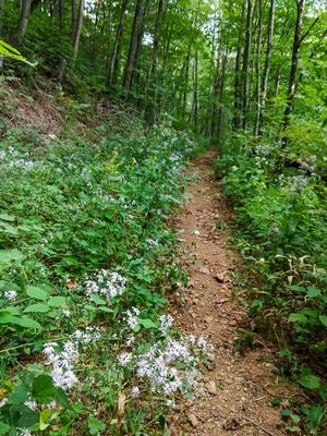 Wildflowers Beside the Bear Pen Trail