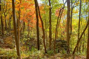 Brilliant Fall Color on the Rumbling Bald Loop Trail