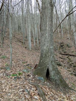 Hollow Tree on the Stomping Knob Trail