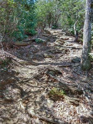 Steep Section of the Buckwheat Knob Trail