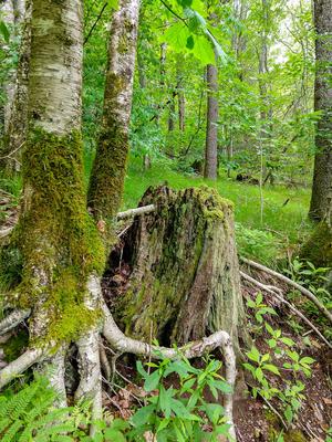 Birch Roots and Sedges Around a Mossy Stump