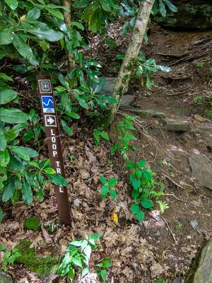 Whiteside Mountain Trail Loop Split
