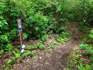 Green Knob Trail