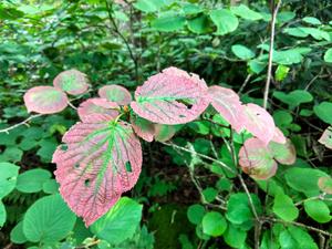 Hobblebush Leaves Changing