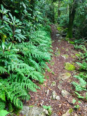 Fern Lined Appalachian Trail