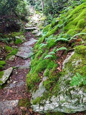 Mossy Outcrop on the Appalachian Trail