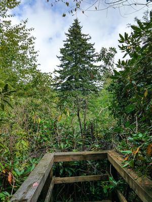 Red Spruce Bog on the Walton Interpretive Trail