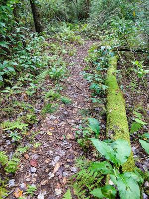 Mossy Log on the Walton Interpretive Trail