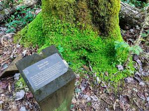 Mossy Base of a Dead White Oak on the Walton Interpretive Trail