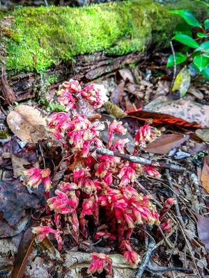 Red Tinged Indian Pipe along the Walton Interpretive Trail