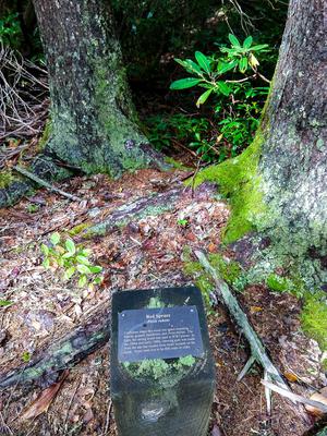 Sign for Red Spruce on the Walton Interpretive Trail