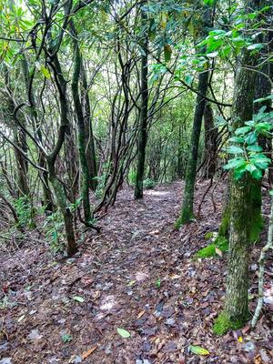 Rhododendron Forest along the Walton Interpretive Trail