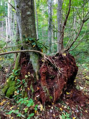 Tree on Old Stump