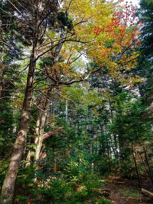 Fall Color on the Buncombe Horse Range Trail