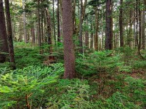 Red Spruce Forest Along the Buncombe Horse Range Trail