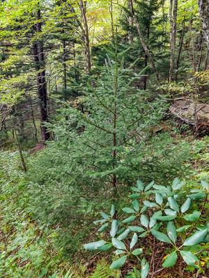 Young Spruce and Rhododendron Beside the Buncombe Horse Range Tr