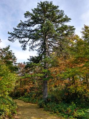 Pitch Pine along Licklog Road