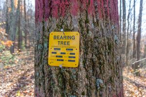 Bearing Tree on the Bluff Mountain Loop Trail