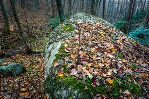 Fall Leaves on a Boulder