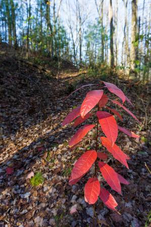 Last of Fall Color on the Bluff Mountain Loop Trail