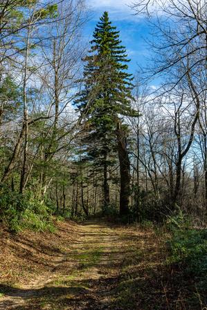 Red Spruce along Licklog Road