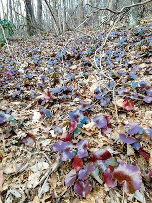 Red Galax Leaves on the Youngs Ridge Trail