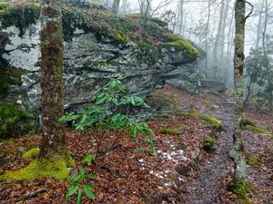 Rock Outcrops on the Wildcat Rock Trail