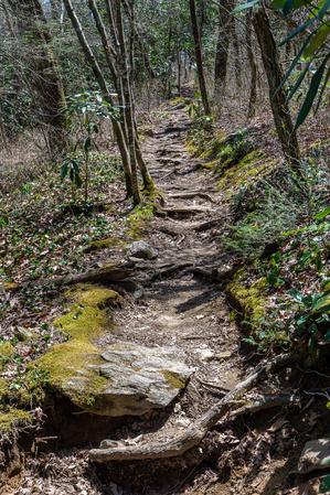 Mossy Sides of the Chinquapin Mountain Trail