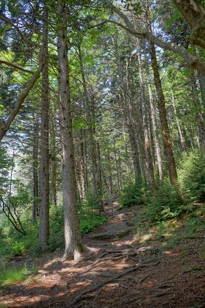 Spruce Grove on the Mount Mitchell Trail
