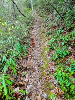 Hickory Branch Trail Switchbacks Section