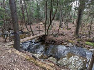 Bridge over Tributary of Bubbling Spring Branch