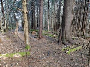 Spruce-Dominated Forest on the Mountains to Sea Trail